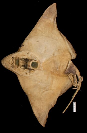 Media type: image;   Ichthyology S-400 Aspect: lateral,description